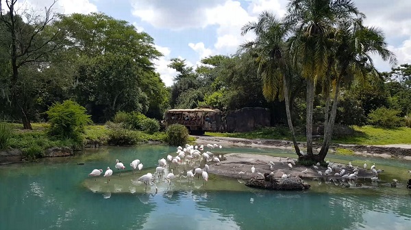 White flamingos at Animal kingdom Disney World's
